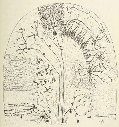 Corte semiesquemático de una circunvolución cerebelosa de mamífero, dibujado a tinta por Cajal en 1894.
